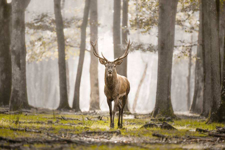 A King in his forest 02, Yvelines